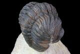Bargain, Reedops Trilobite - Foum Zeguid, Morocco #84685-3